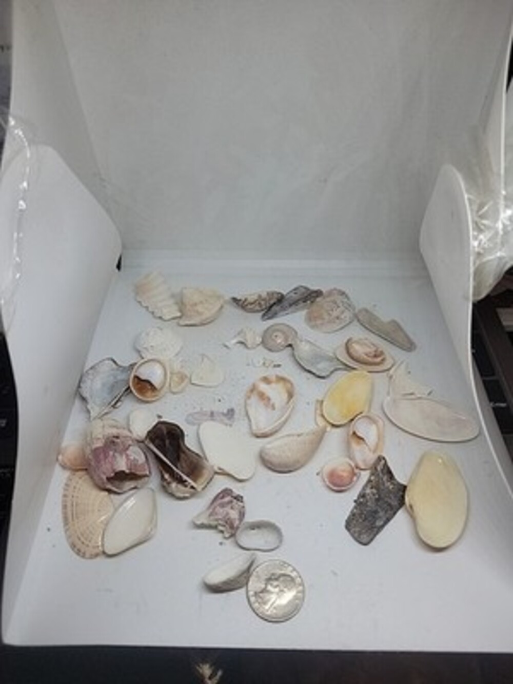 lot of sea shells Old collection Barnicle Clam Small